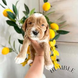 BUMBLE - Caramel red male Australian Labradoodle puppy in Palmdale, California from Heavenly Doodles