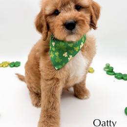 Oatty - Red  male Goldendoodle puppy in Sunman, Indiana from Brunsman Country Doodles LLC