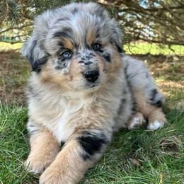 Blue Collar Boy - Blue merle male Australian Shepherd puppy in Van Wert, Ohio from Northwest Ohio Aussies