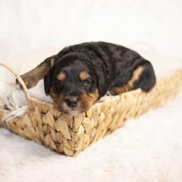 Ariel - Phantom female Bernedoodle puppy in Seffner, Florida from Gold Diamond Pup