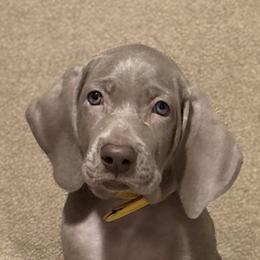 SOLD - Silver gray female Weimaraner puppy in Ridgewood, New York from Alchemy Weimaraners