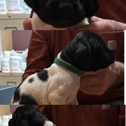 Boy 4 - Black and white male German Shorthaired Pointer puppy in Topeka, Kansas from Autumn Prairie Kennel