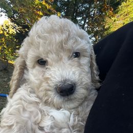 JD - Cream male Goldendoodle puppy in Trinity, North Carolina from Gallimore Doodles