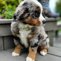 OPIE - Blue male Companion Cross puppy in Viking, Minnesota from Son Shine Farm