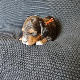 Peppy - Merle male Bernedoodle puppy in Decatur, Georgia from So Adoodable
