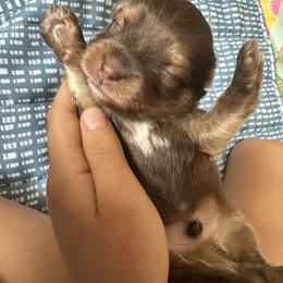 Messi (just kidding) - Chocolate male Havanese puppy in Arizona from HavaDoggie