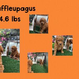 Snuffleupagus - Apricot male Goldendoodle puppy in Wayland, New York from Loris Pampered Pooches💕
