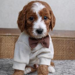 Whobris - Red  male Goldendoodle puppy in Warsaw, Ohio from Lovabledoodles
