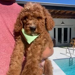 Talo - Red male Labradoodle puppy in Miami, Florida from DG Labradoodles