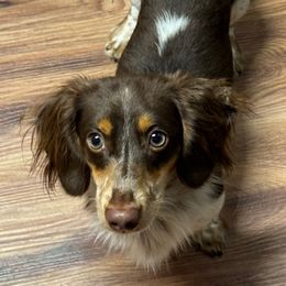Liam - Dachshund