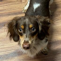 Liam - Dachshund
