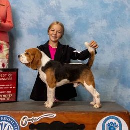 Waylon - Beagle