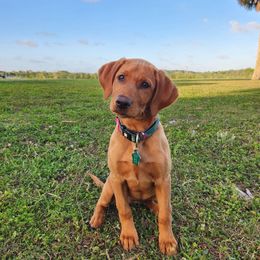 Indi - Labrador Retriever