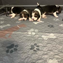 TBd - Blue tan and white male Beagle puppy in Needville, Texas from Rancho Robles Kennels