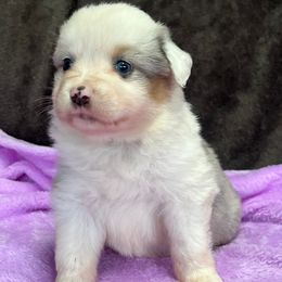 Grace - Blue merle female Miniature American Shepherd puppy in Plant City, Florida from Osborne & Stormborn FL Kennels