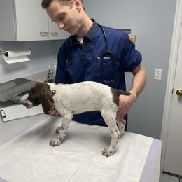 Dove - White and liver German Shorthaired Pointer puppy in Logan, Utah from On Point Gun Dog's of Utah