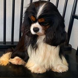 Madrid - Cavalier King Charles Spaniel