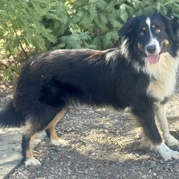 Piper - Black tri-color female Australian Shepherd puppy in Oroville, California from Puppy Love Ranch Mini Aussies