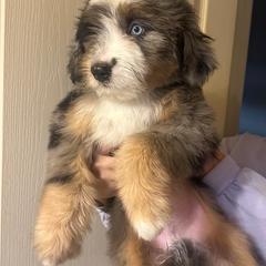 Jax - Merle male Double Doodle puppy in Horseshoe Bend, Idaho from Over the Moon Poodles and Doodles