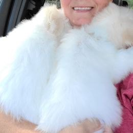 Coton de Tulear Puppies from Classy Cotons