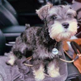 Shohei - Miniature Schnauzer