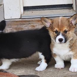 Hemi - Pembroke Welsh Corgi puppy from Fire Sweep Ranch