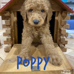 Goldendoodle Puppies from Bear Ridge Doodles