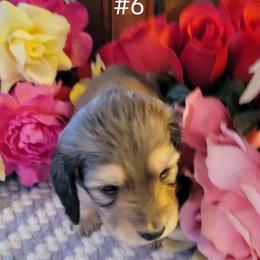 Dachshund Puppies from CLARK'S BREEDING PROGRAM