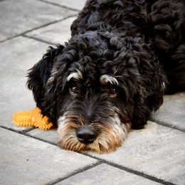Bernedoodle All Grown Up from Sweetheart Doodles