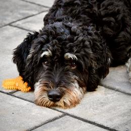 Bernedoodle All Grown Up from Sweetheart Doodles