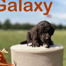 Galaxy - Brown female Poodle puppy in Ardmore, Oklahoma from Green Acres