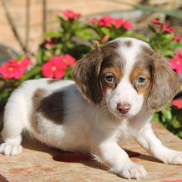 Male 1 - Piebald male Dachshund puppy in Childress, Texas from Taylor Farms