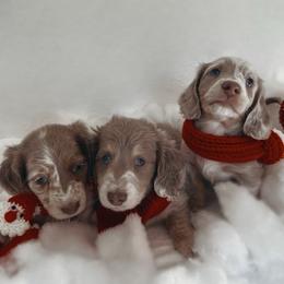 Winston - Dapple male Dachshund puppy in San Diego, California from Enchantables