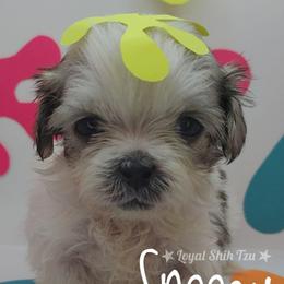 Snoopy - Silver gold and white male Shih Tzu puppy in Peoria, Arizona from Loyal Shih Tzu