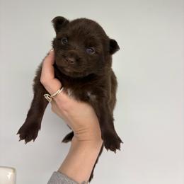 Hershey - Chocolate female Pomsky puppy in Spring Hill, Florida from Besties Paw Life