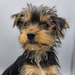 Runt boy - Black and tan male Yorkshire Terrier puppy in Greer, South Carolina from Mischief Managed Farm