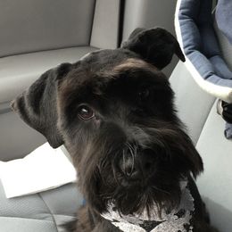 LOUIS - Miniature Schnauzer