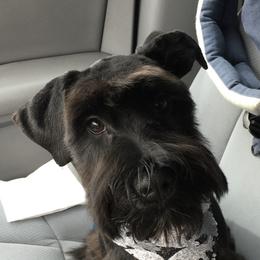 LOUIS - Miniature Schnauzer