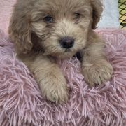 Marigold - Red female Whoodle puppy in Rising Sun, Indiana from Ruby Lane Doodles