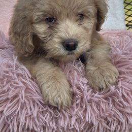 Marigold - Red female Whoodle puppy in Rising Sun, Indiana from Ruby Lane Doodles