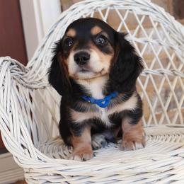Blue collar - Black and cream male Dachshund puppy in Mc Donough, Georgia from Hot Diggity Doxies
