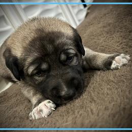 Light Blue - Fawn female Anatolian Shepherd Dog puppy in Clark, Wyoming from Fyne Acres