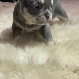 French Bulldog Puppies from McKay’s frenchies & fluffies