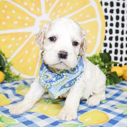 Dane - Buff and white male Cocker Spaniel puppy in Rattan, Oklahoma from Double M Cocker Spaniels