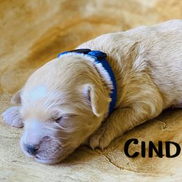 Goldendoodle Puppies from Stoney Creek Doodles