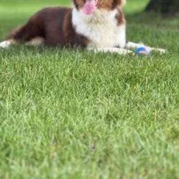 Buddi - Australian Shepherd