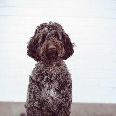 Lennon - Assorted Doodle Crosses