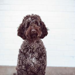 Lennon - Assorted Doodle Crosses