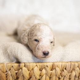 Charlie Brown - Parti male Goldendoodle puppy in Seffner, Florida from Gold Diamond Pup