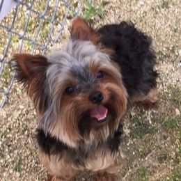 Yorkshire Terriers from Byerly's Beautiful Yorkies